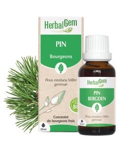 Pin (Pinus Montana) bourgeon